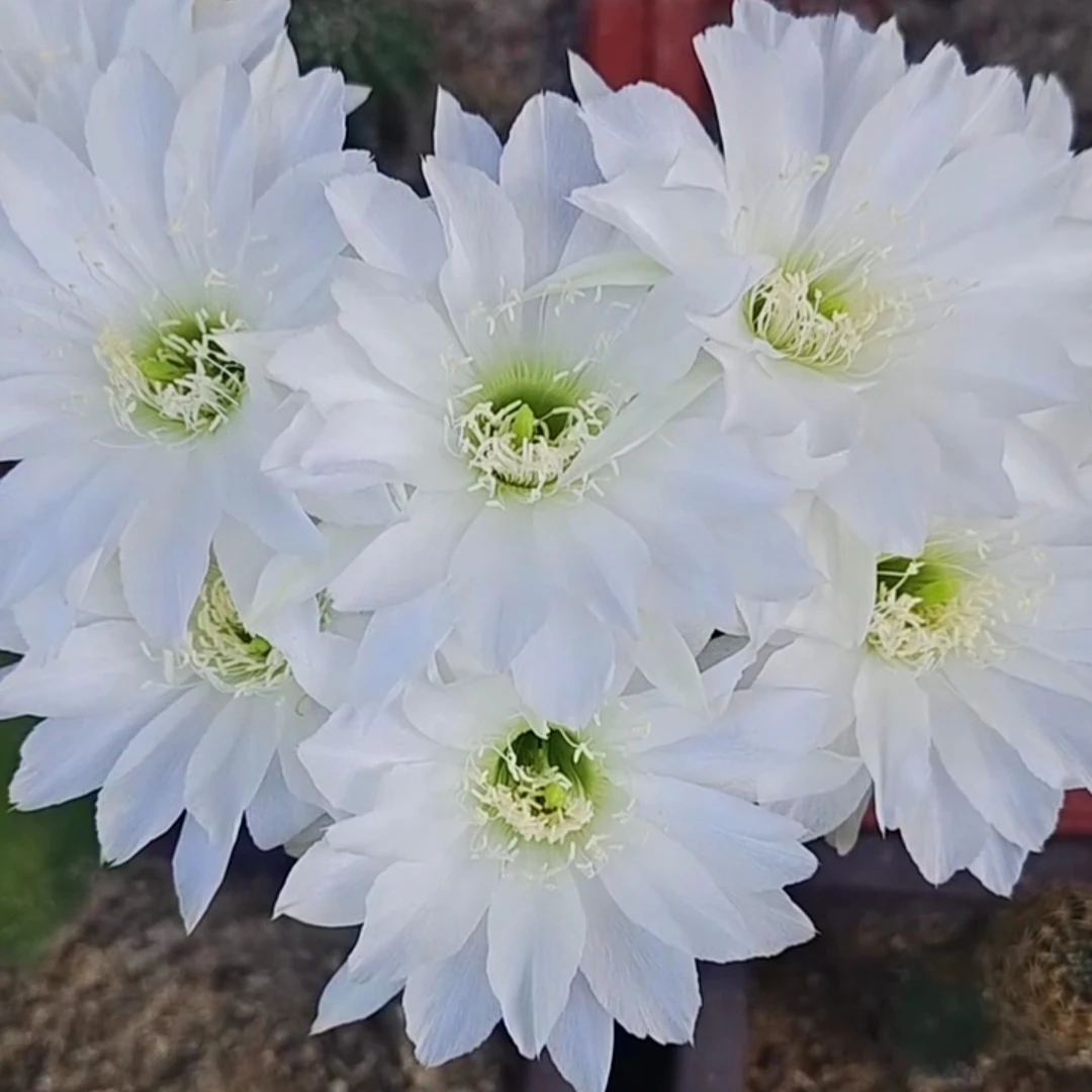 《花蕊夫人》丽花仙人球白色干净优雅清新包对版