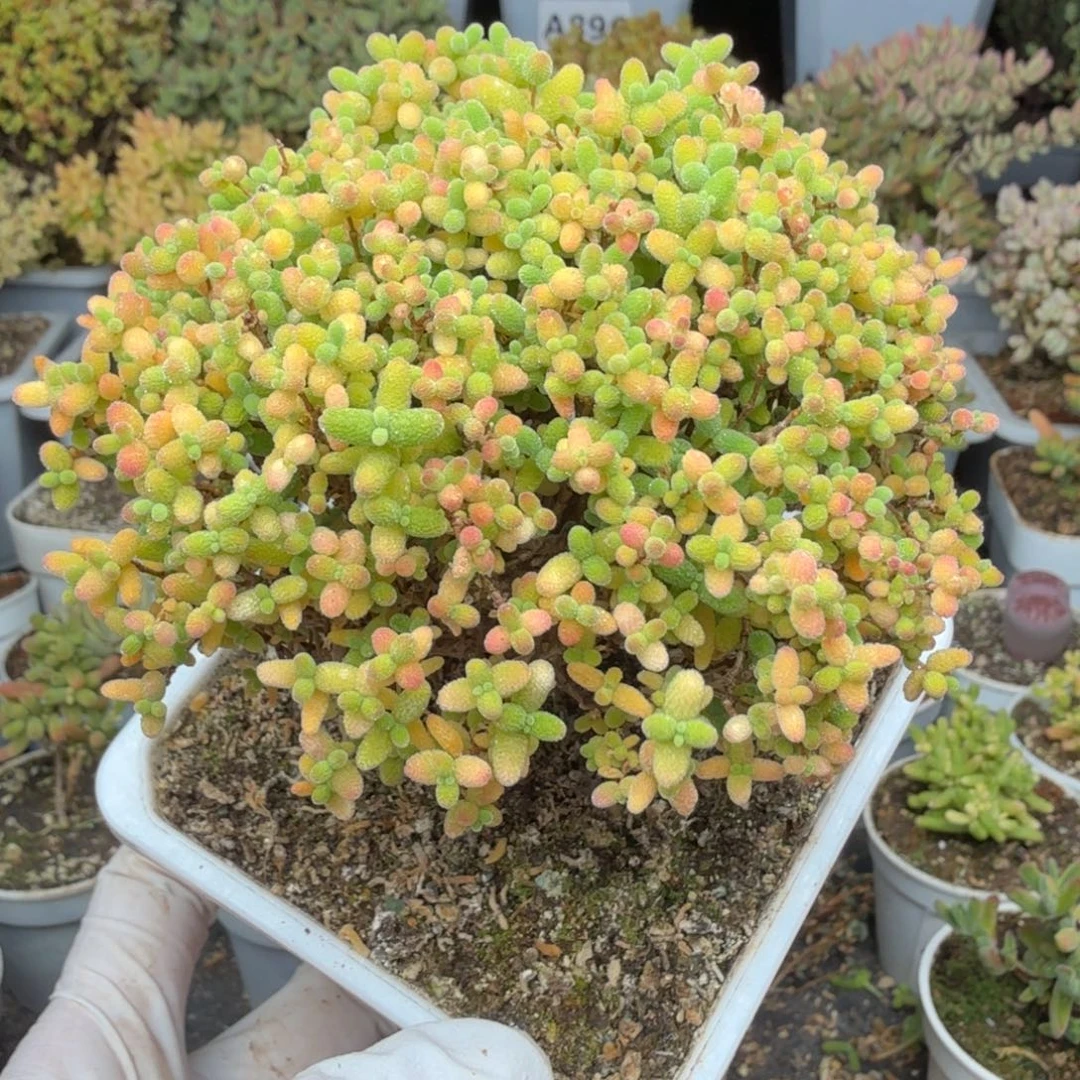 A031蜜橘糖球枝干