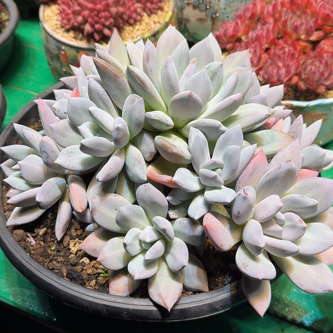 小***珠多肉植物多肉植物