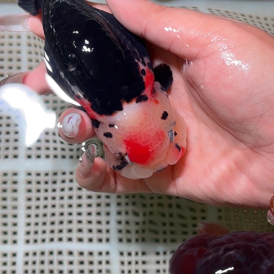 叫***呢金鱼前倾拍包装包邮，不拍包装运费到付