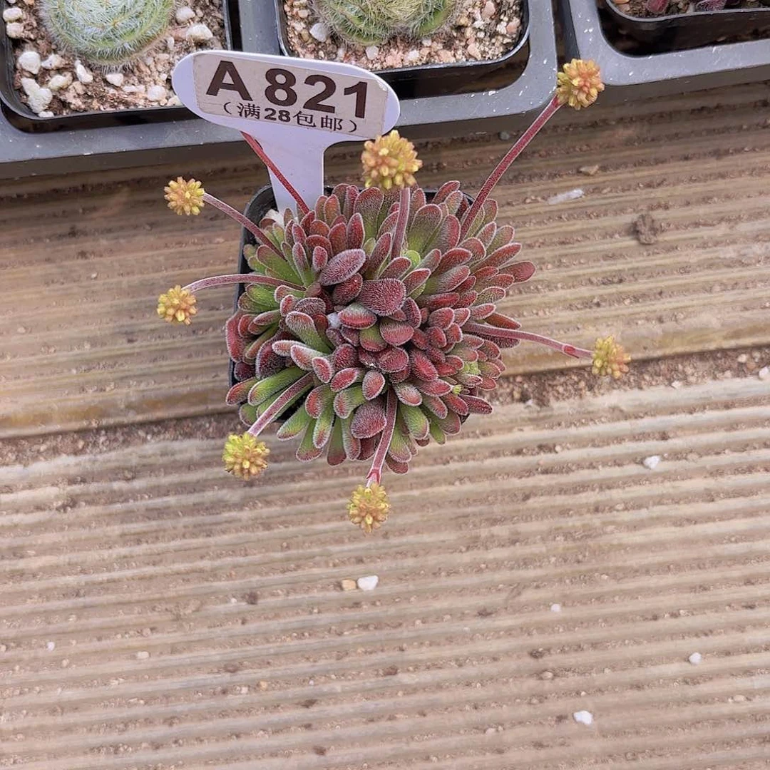 A821毛茸茸一物一拍