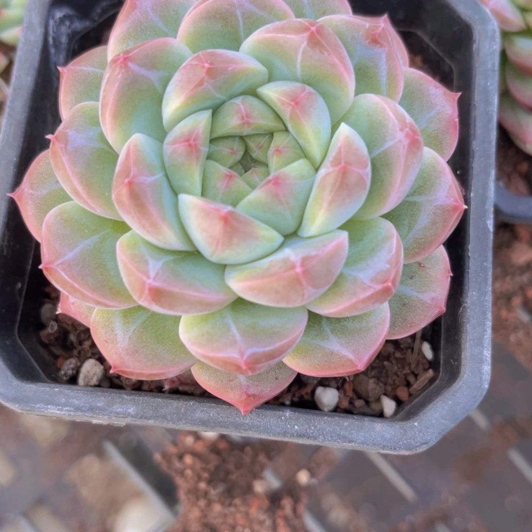 暗纹珍妮7.5公分9999999