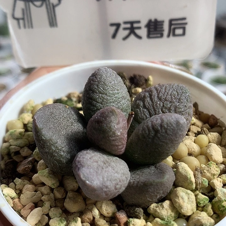 A7425 专拍专拍专拍