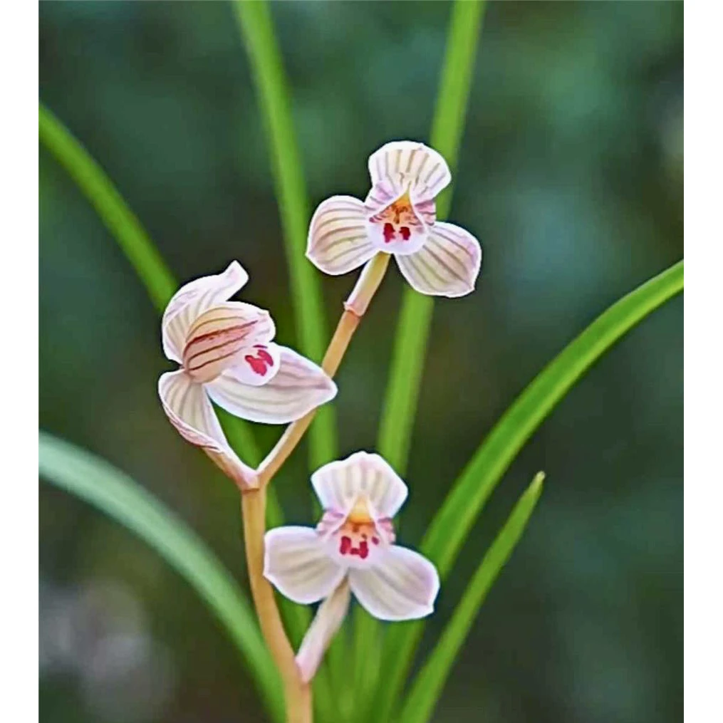 【紫熙荷】莲瓣兰名品 老种2苗 花开浓香 好养易活 对版