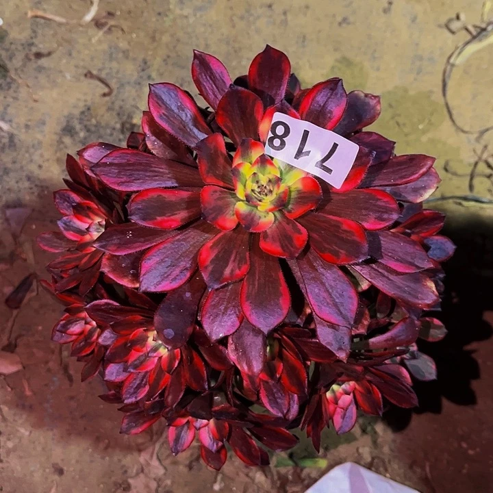 718火烧云多肉植物处理不售后