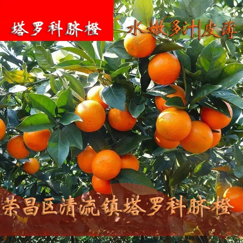 农家自种的塔罗科脐橙