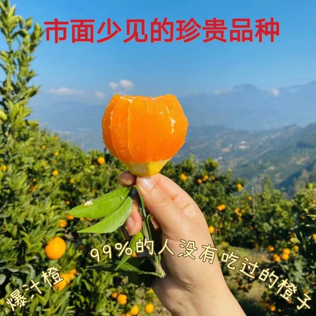 秭归九月红果冻橙脐橙新鲜水果产地直发正宗当季整箱