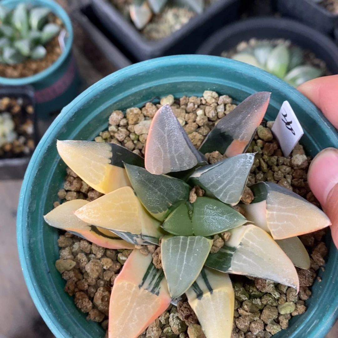 一颗实生大克锦 元旦福利