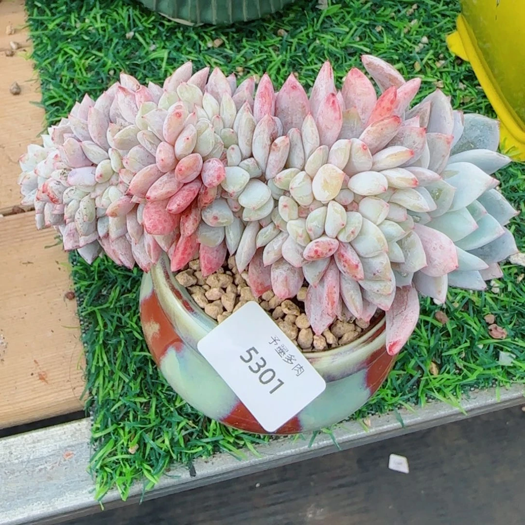 星影缀化，5301多肉植物