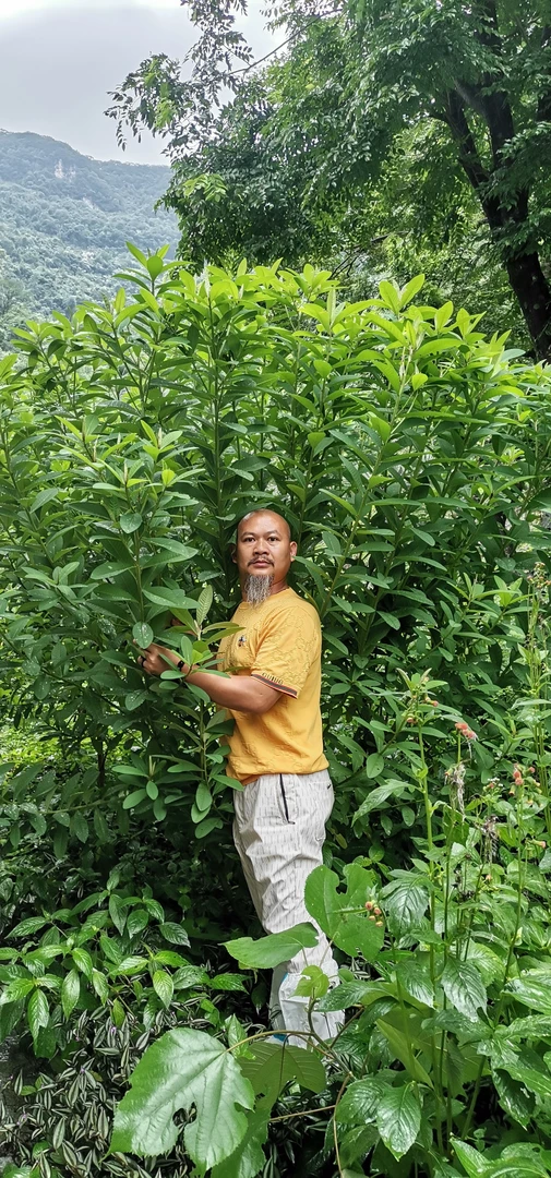 广西正宗大叶猪屎豆干品250克包邮。