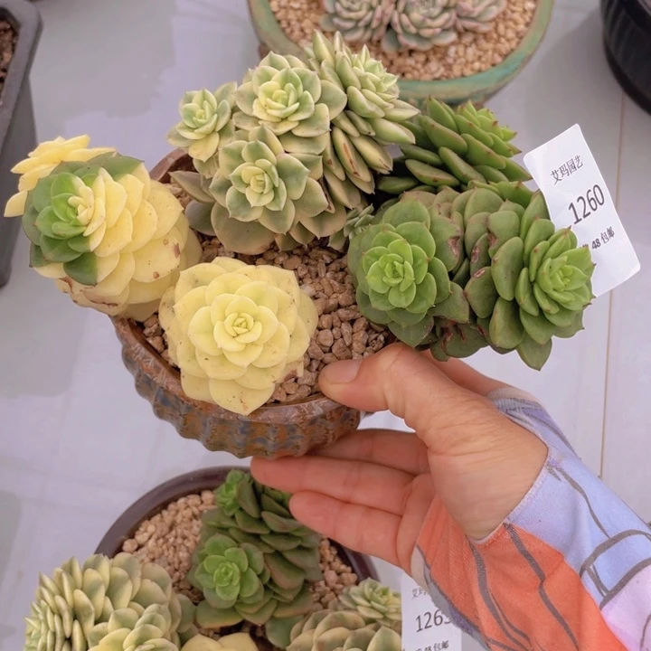 蜡牡丹锦群生多肉多肉260