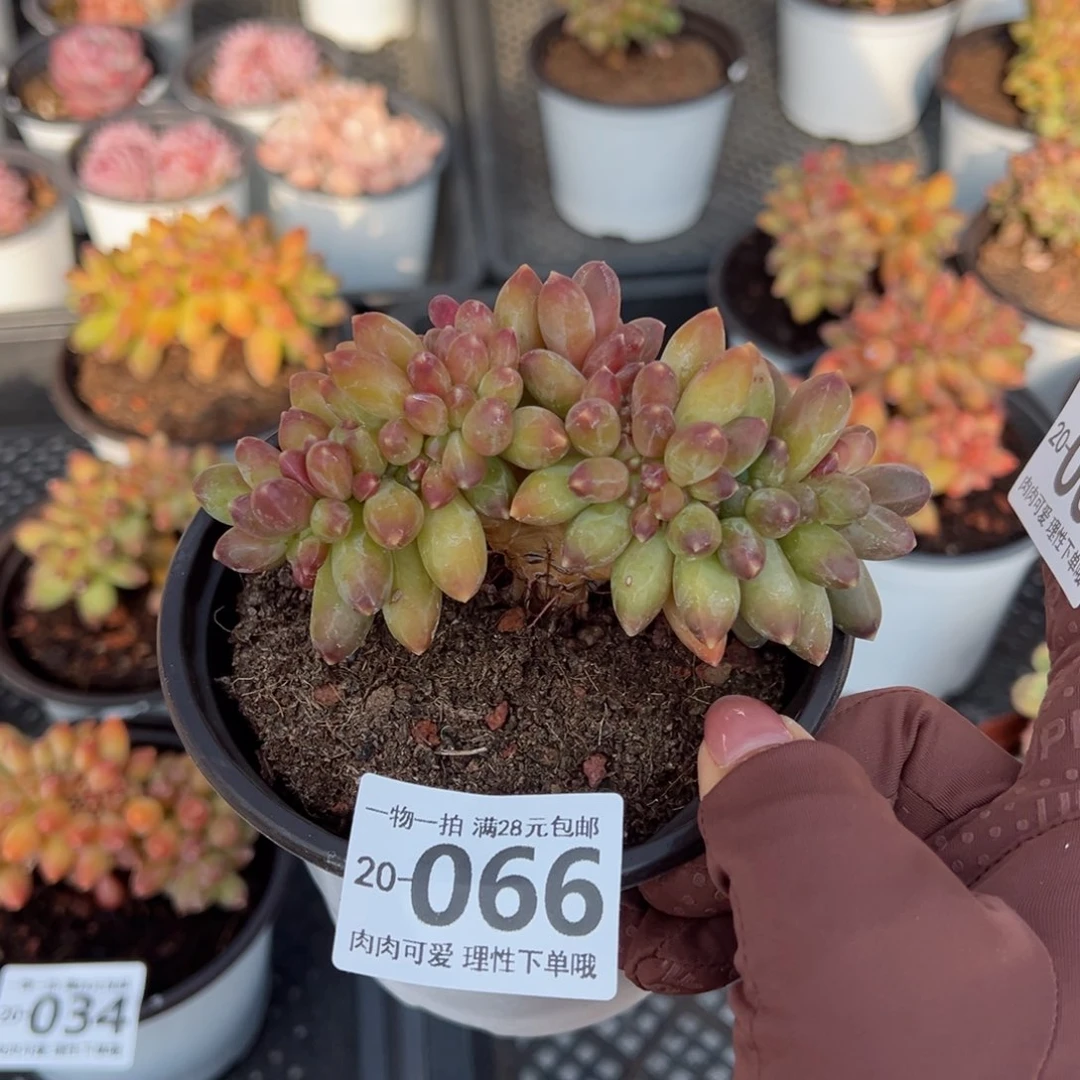 ?**?千代田缀化多肉单头多肉