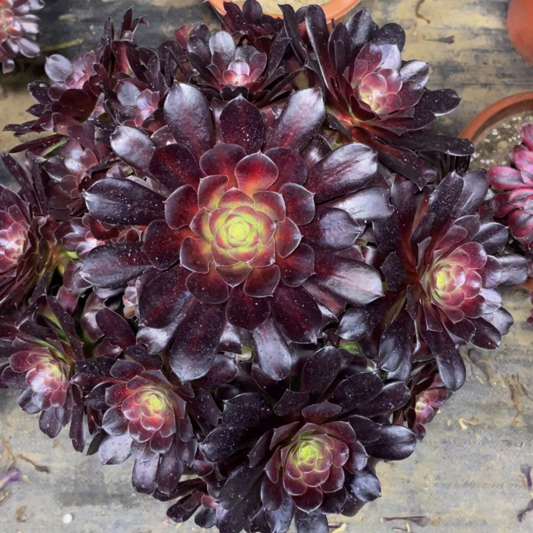 跳*虎938花纳锦精品法师多肉