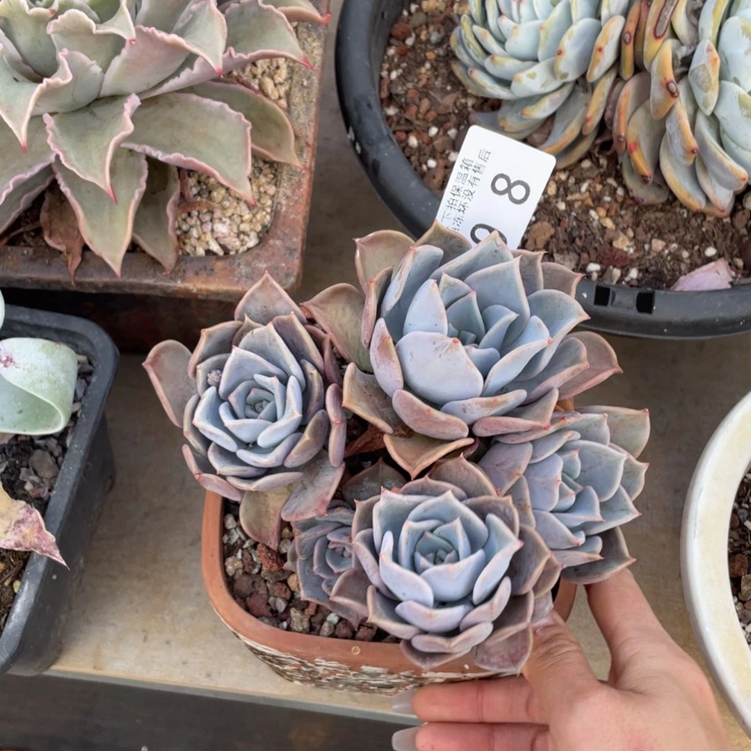 黑大帅多肉98非欧哪