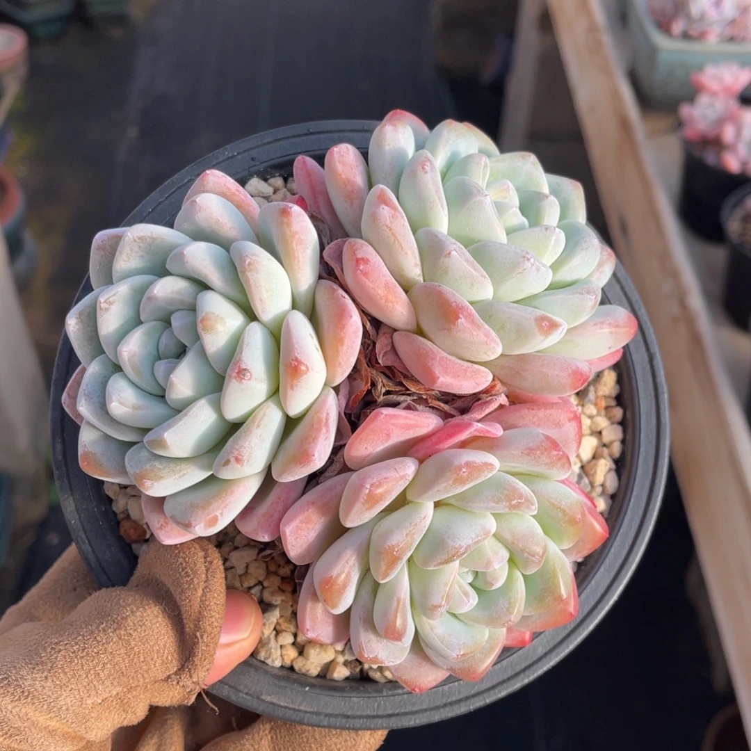 一物一拍满68包邮