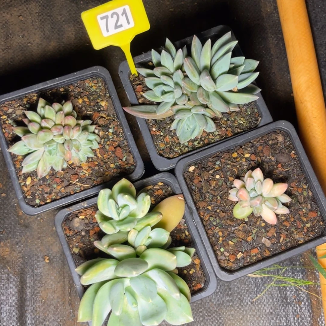 多肉植物美人组合721