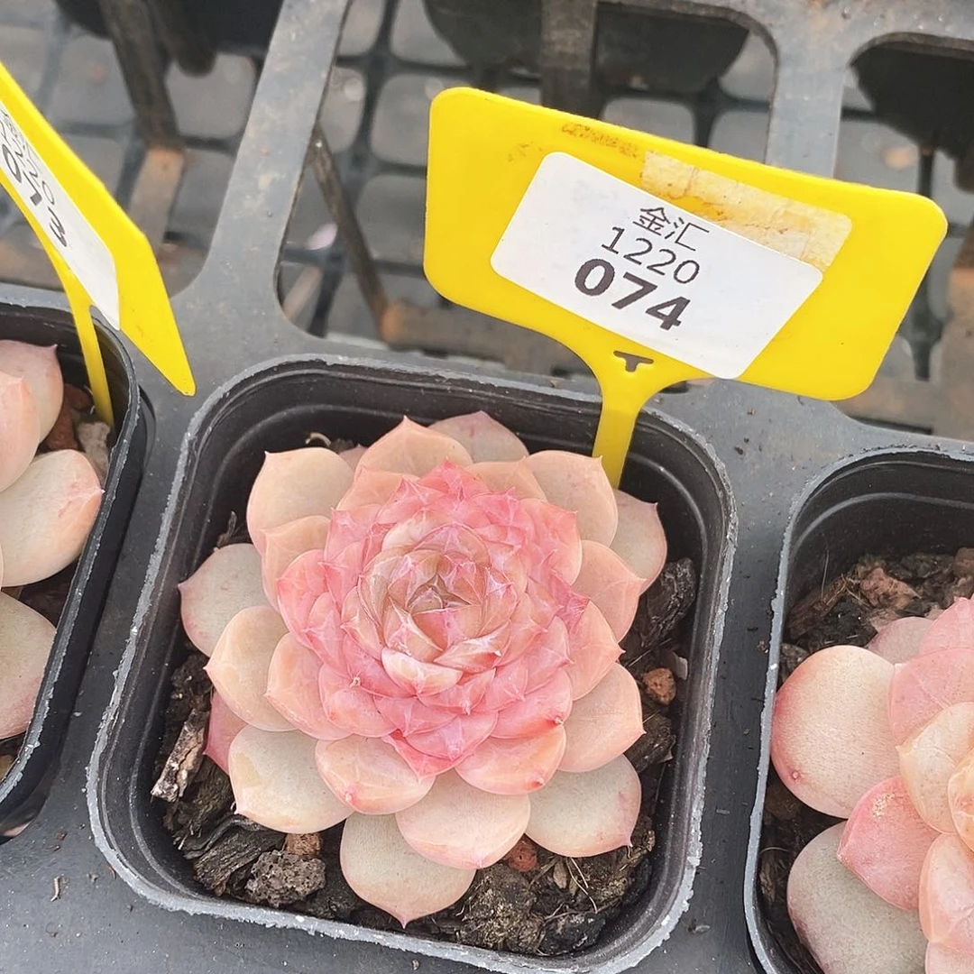 福利多多。1220074