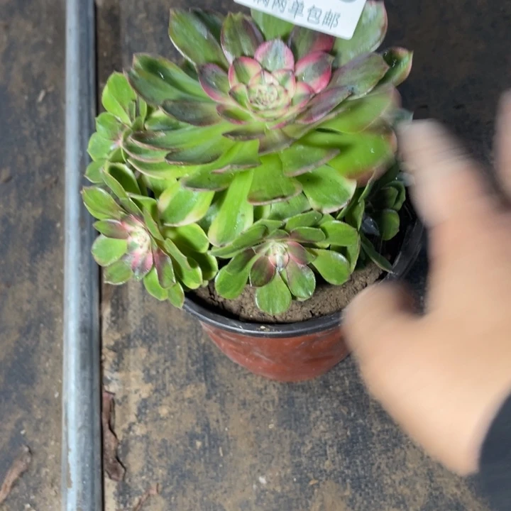 春***开4006荔枝的人多肉的