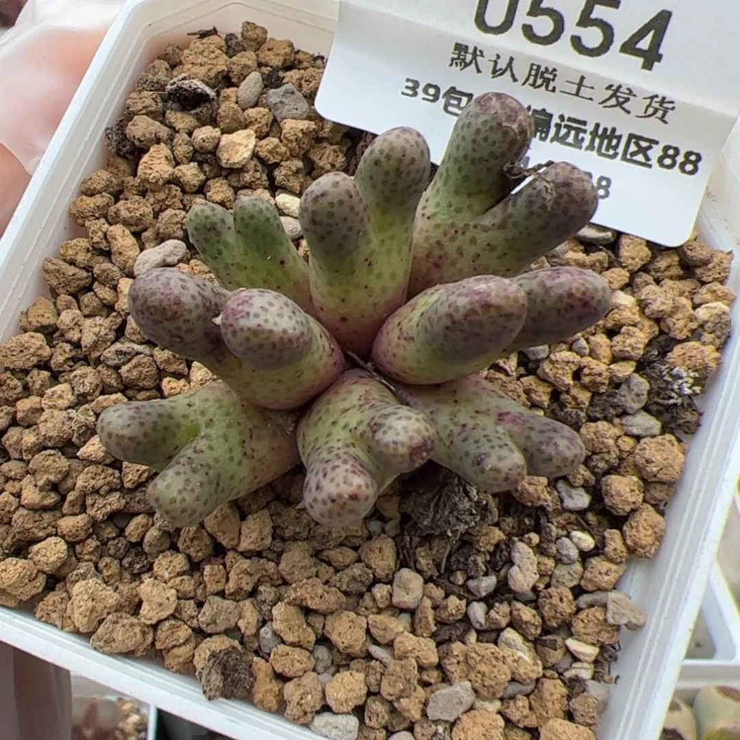 0554号斑马多肉植物
