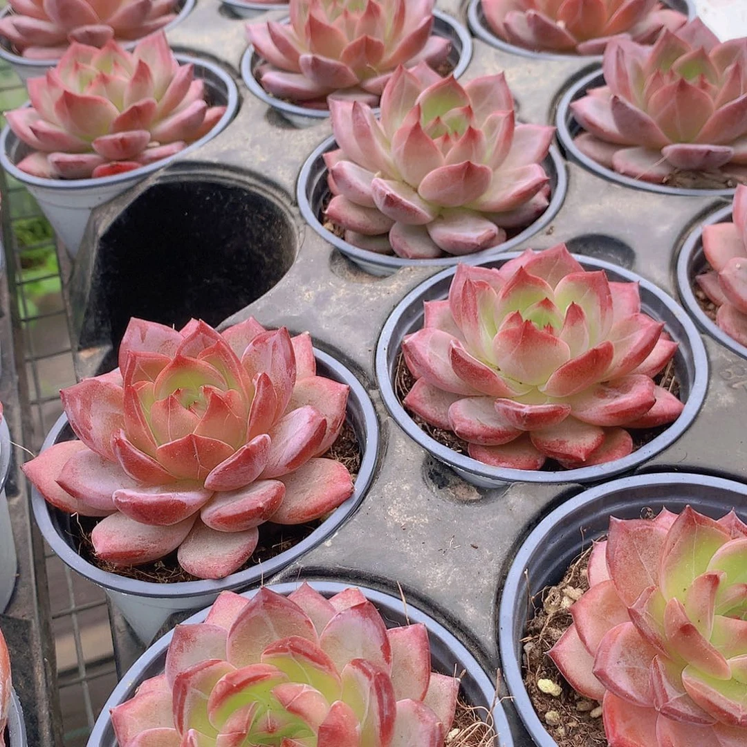 夜魔侠45678999000000