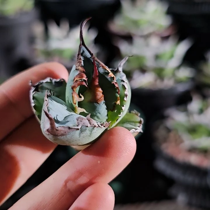 蓝肌 顶芽: 基因保证非组培 (直播特价/下播结束)