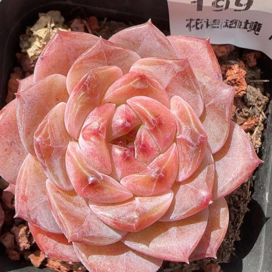 花语逸境0211-199