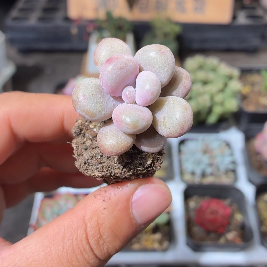 桃蛋多肉9.9包邮发货