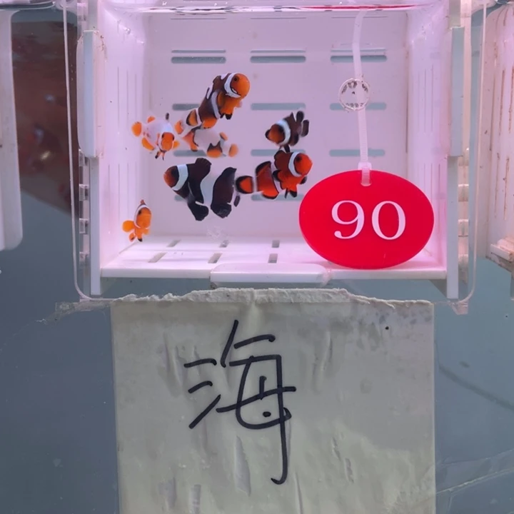 海水鱼混搭7条2-3含2瑕疵黑色
