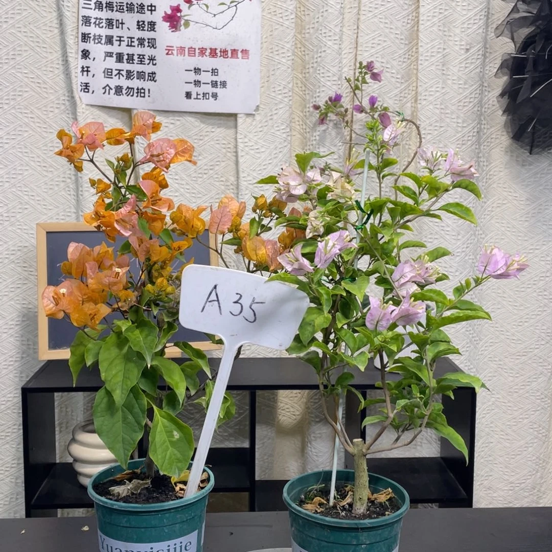 明***好全部花朵金探戈+丽娜A35