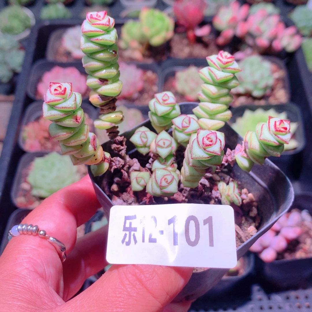 乐然12-101 钱串群 不包整