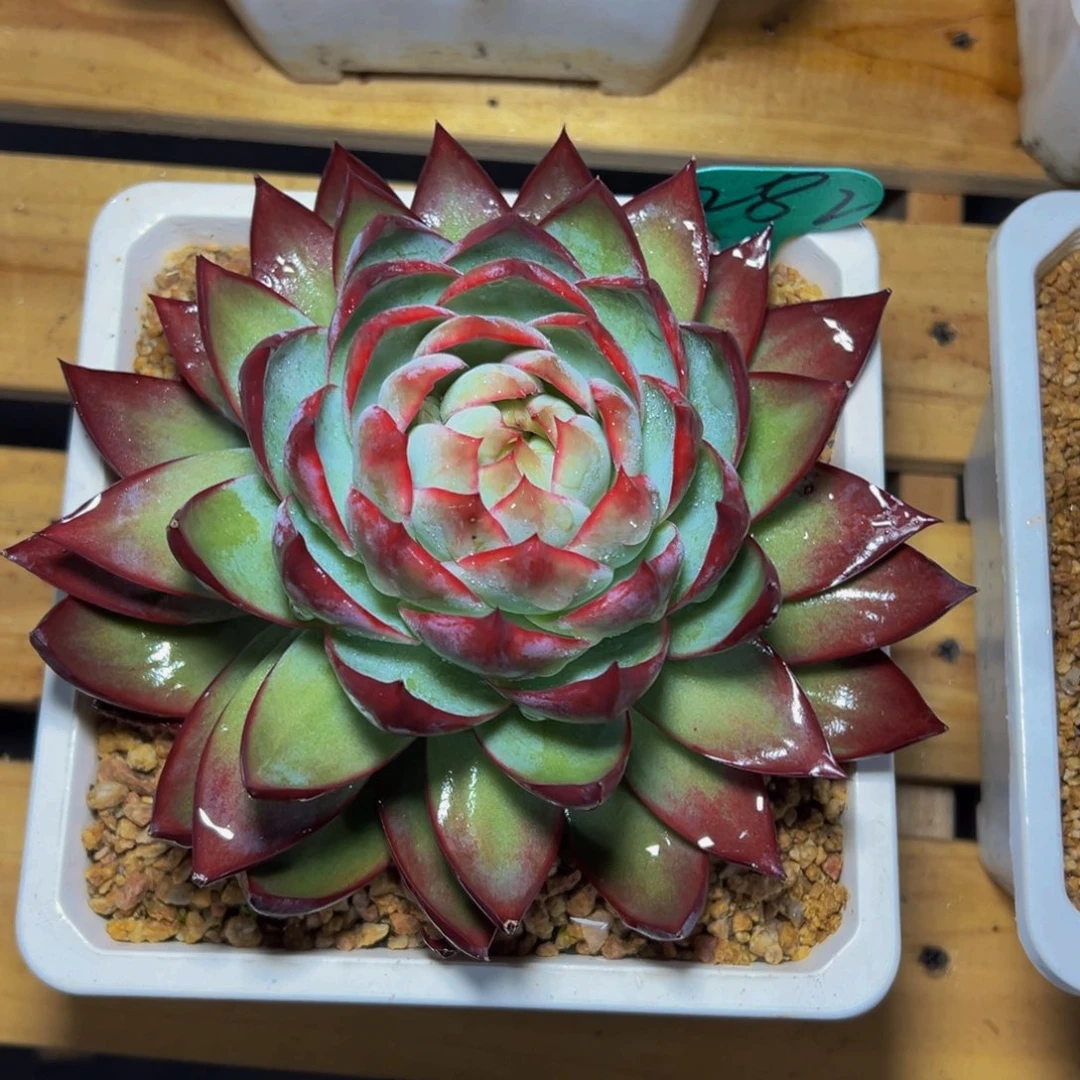 梦***冰282啊我的小可爱们