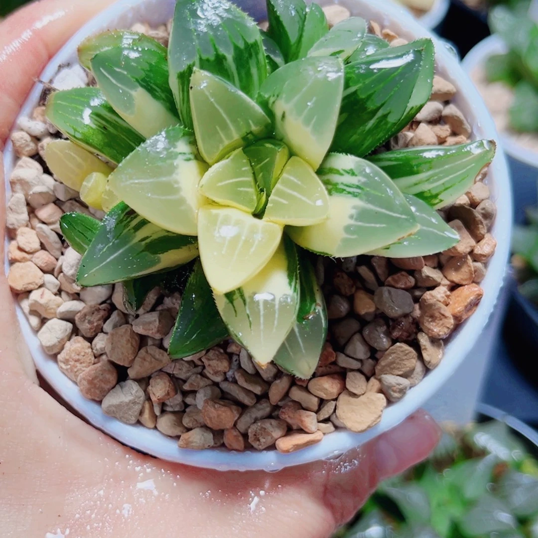 姬寿锦多肉植物6666