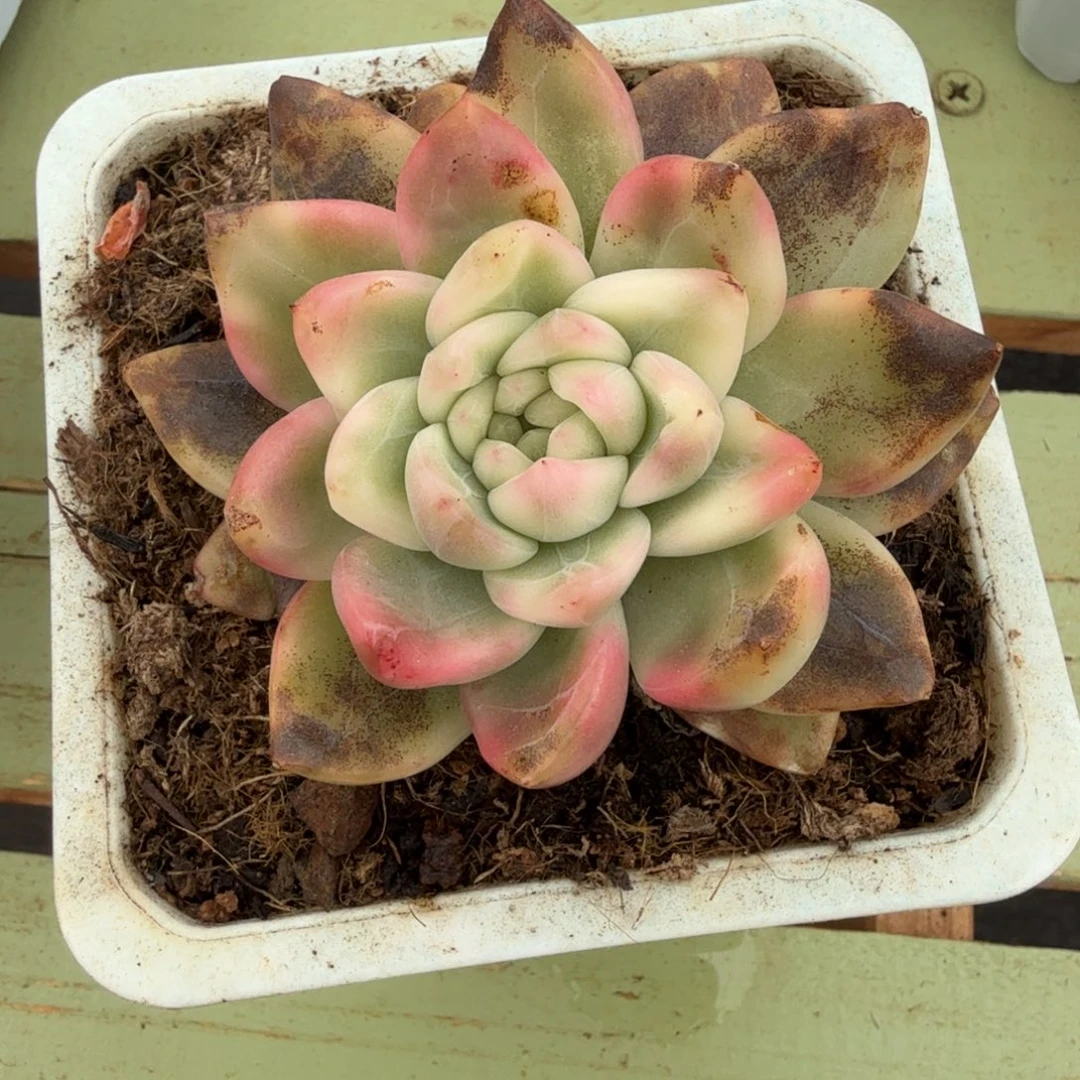 河***西冰月亮锦锦上园艺一物一拍