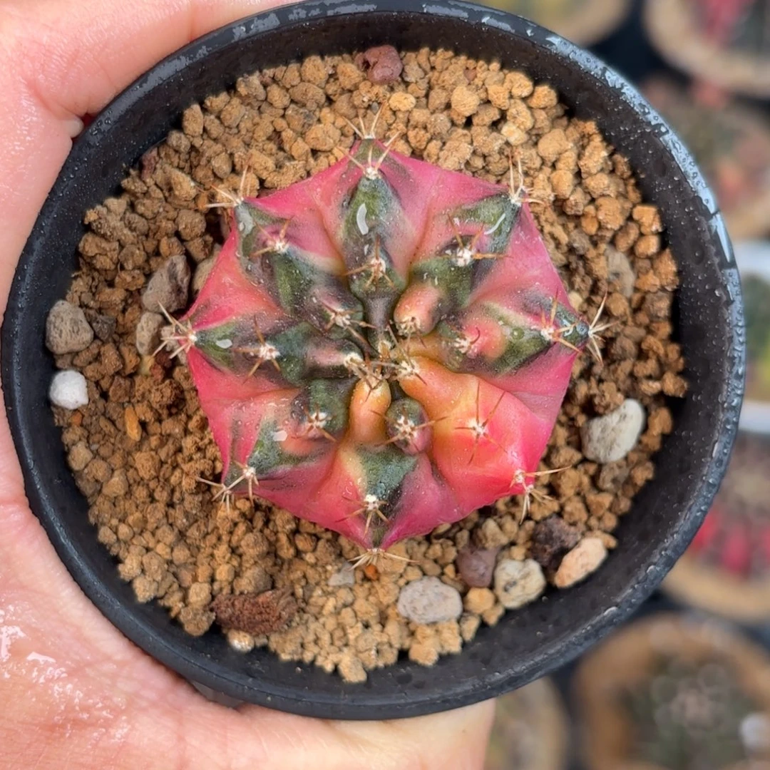 泰系米哈满月福利99