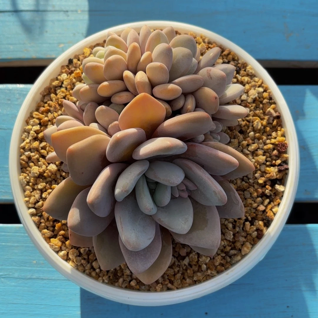 ?**颜粉兔，多肉植物的