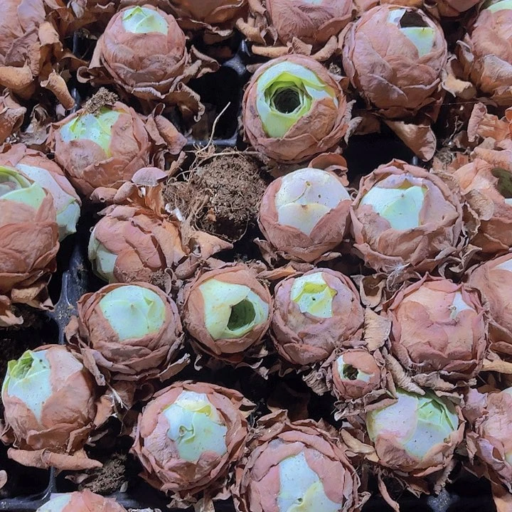精品鸡蛋玫瑰多肉植物
