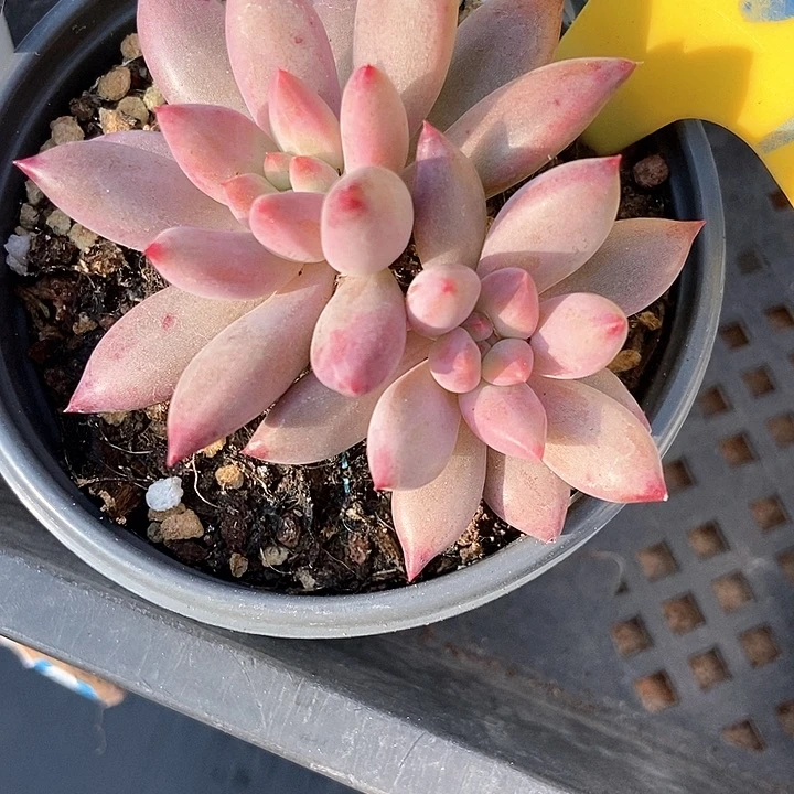 多肉植物虞美人937