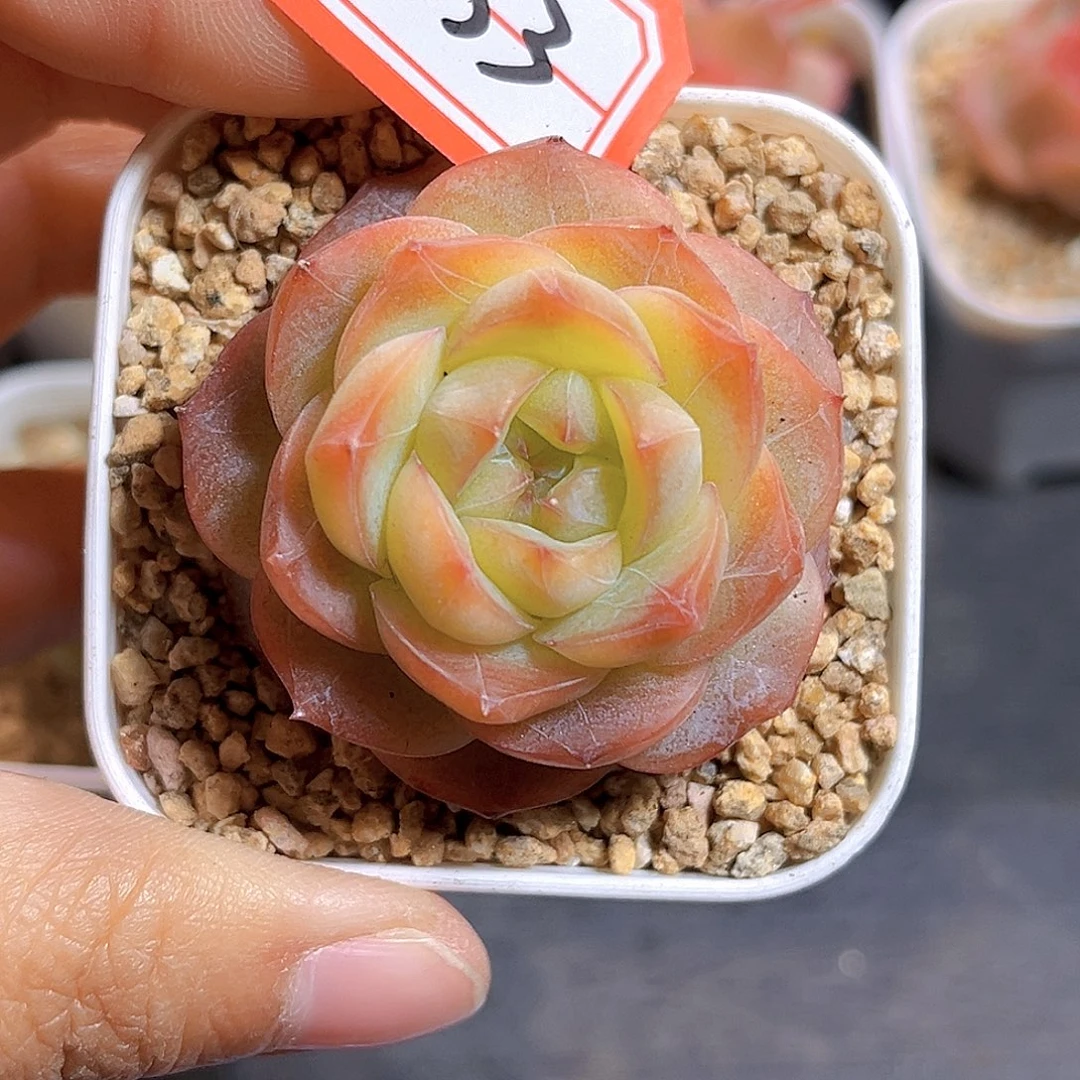 K553 新品珍妮  满18包邮