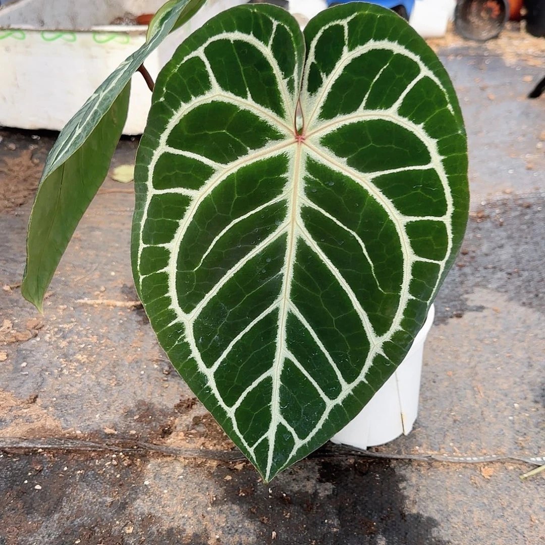 完全开放米歇尔杂