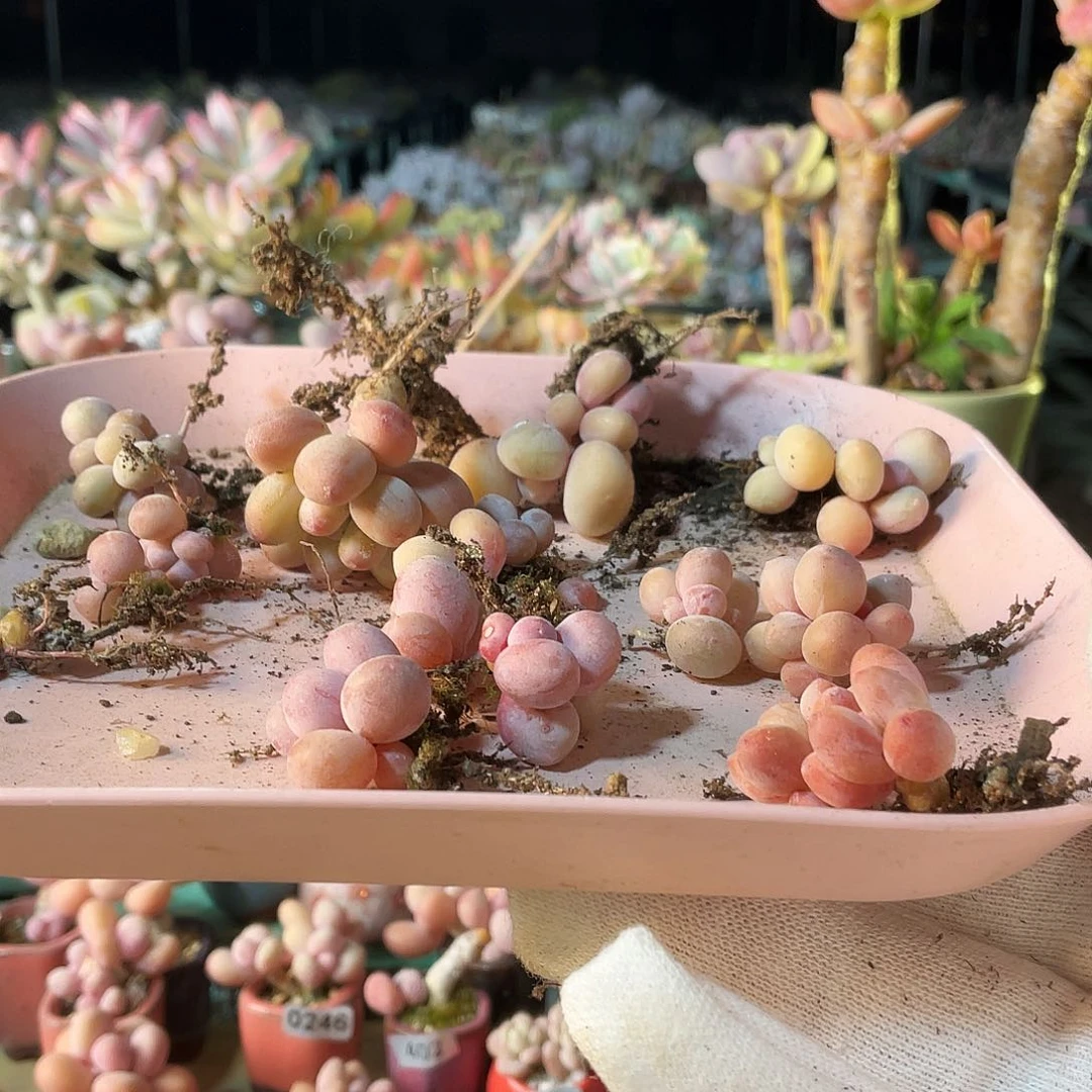 王*月多肉植物的生长发育与生长发育