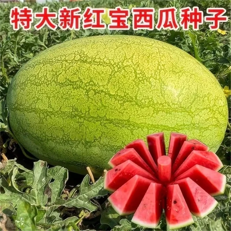 【新红宝西瓜种子】绿皮大果少籽含糖量高春季四季巨型懒汉西瓜种子