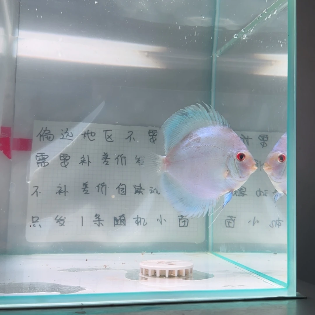 七彩神仙鱼肉身8偏远地区不拍