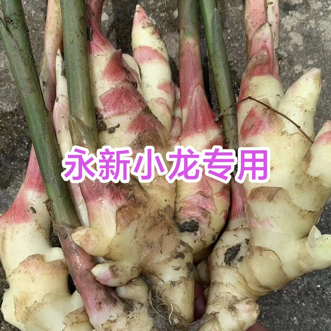 [顺丰包邮]新鲜现挖红芽嫩姜农家大仔姜可腌制泡菜糖醋泡姜