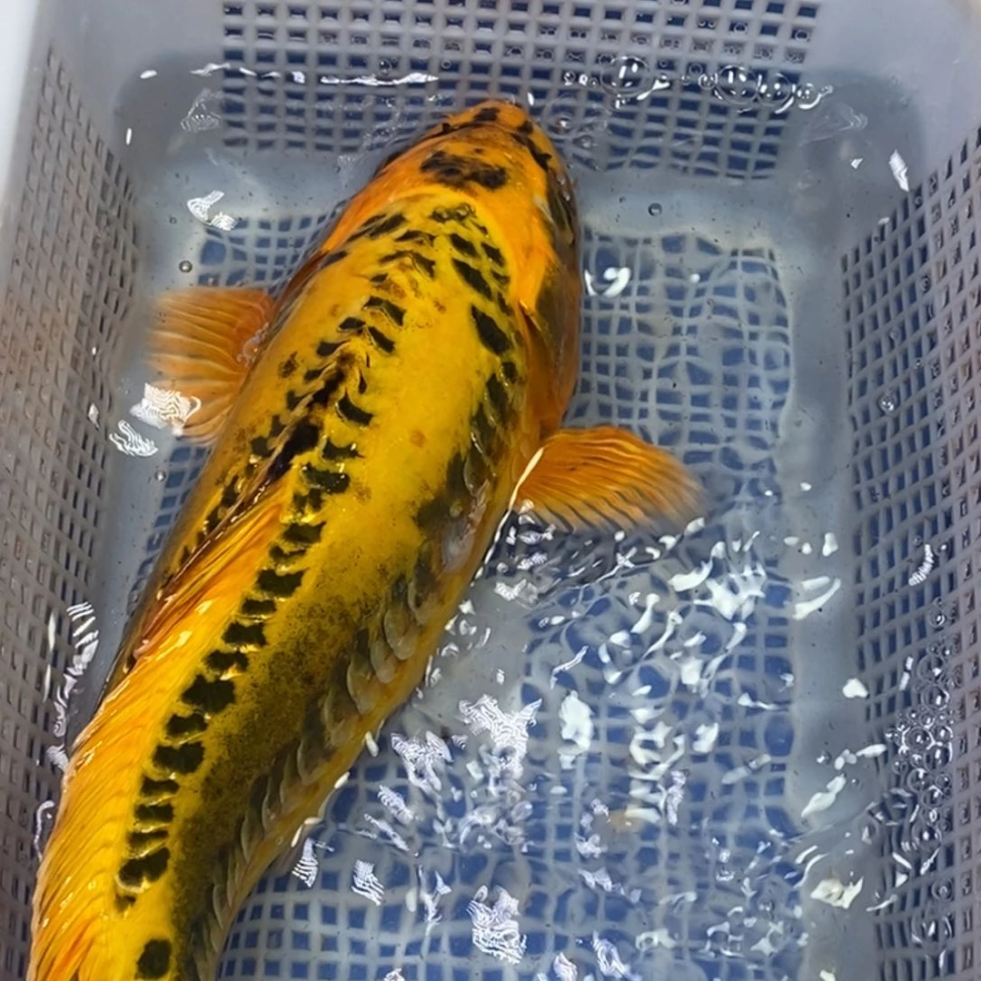 锦鲤冷水锦鲤包邮