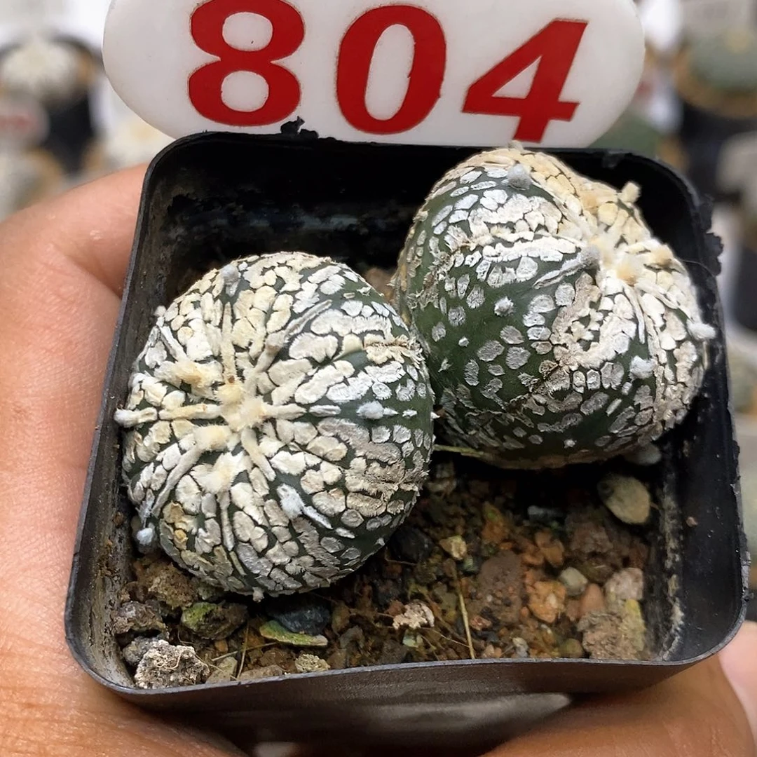 804特价双头特价咯打