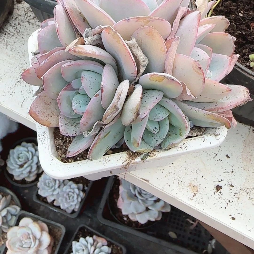 我们都是好孩子呀？我