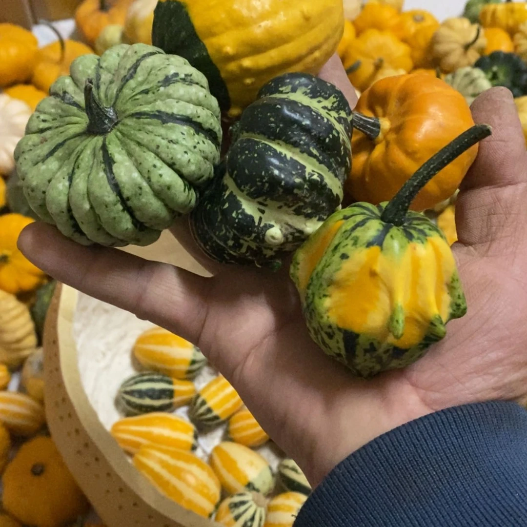 【闪购商品】笑**云墨西哥七彩葫芦青皮葫芦