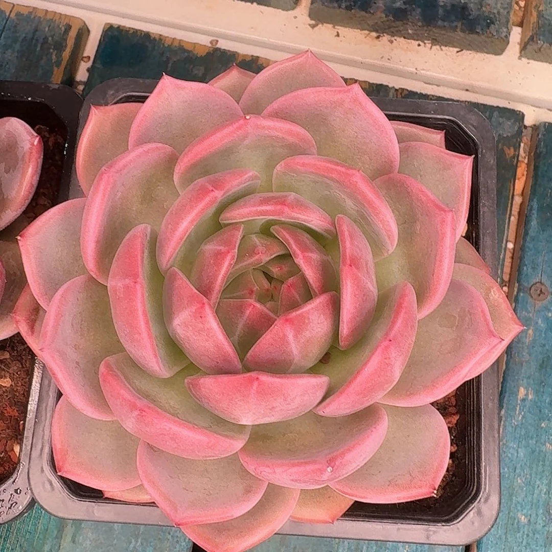 从前慢多肉编号唐古拉