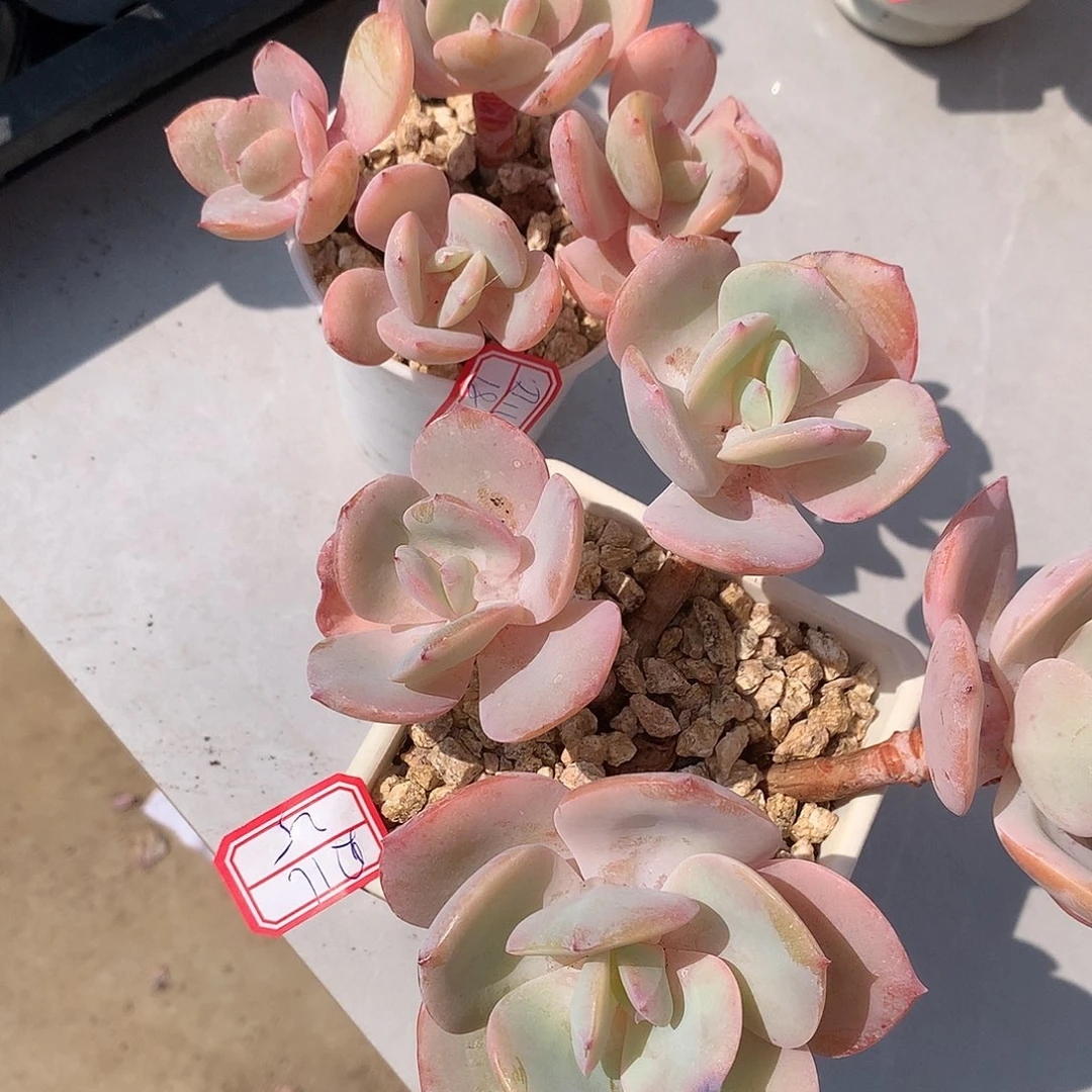 白凤多肉植物两个