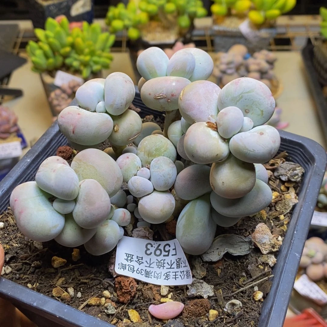593芭比奶多肉10cm